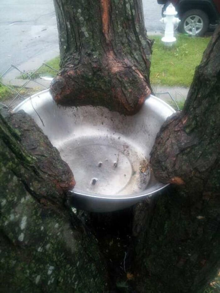 This Tree That Grew Around A Bowl