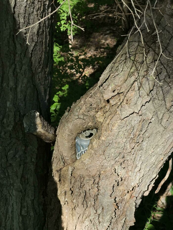 This Tree Grew Around This Mountain Dew Can