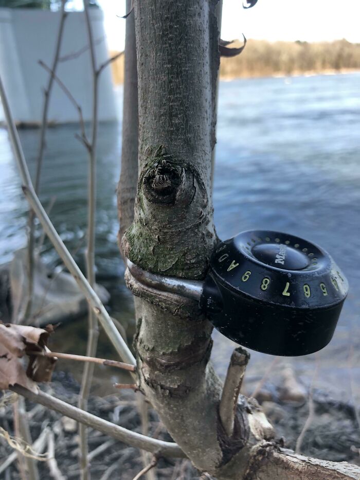 Someone Locked This Tree And It Grew Around