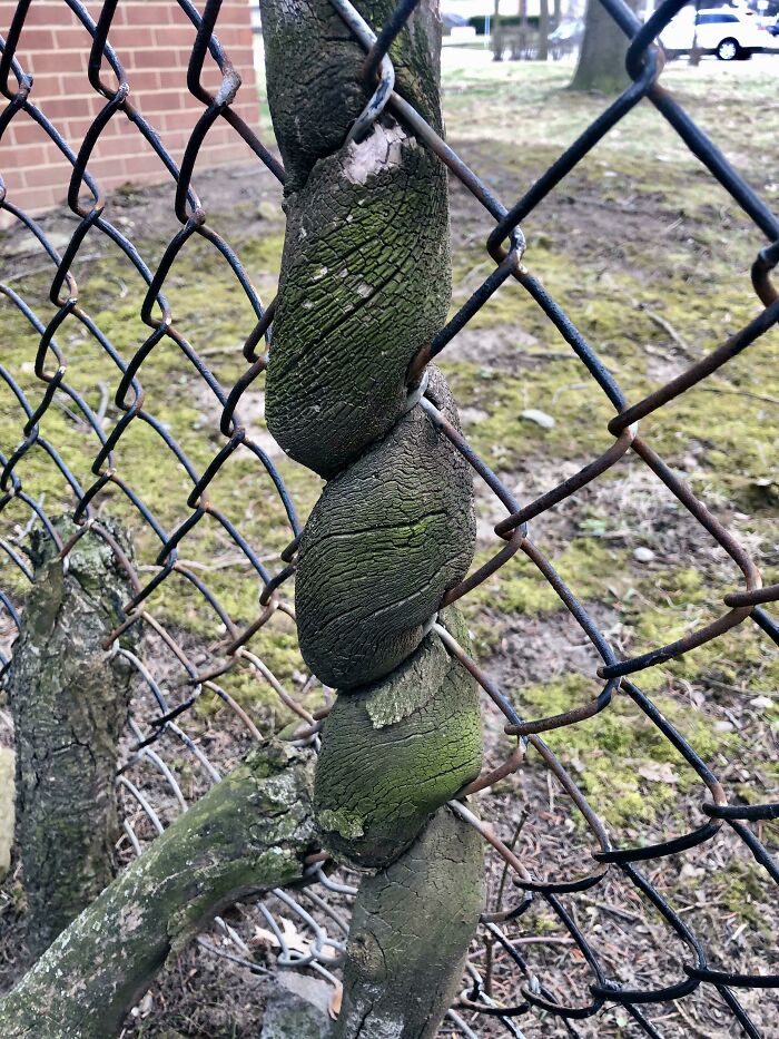 The Way This Tree Grew Around A Fence
