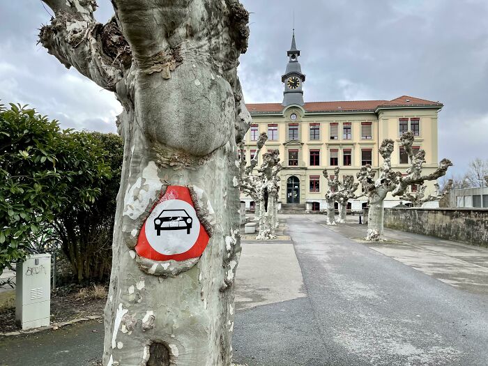 The Way The Tree Grew Around The Sign