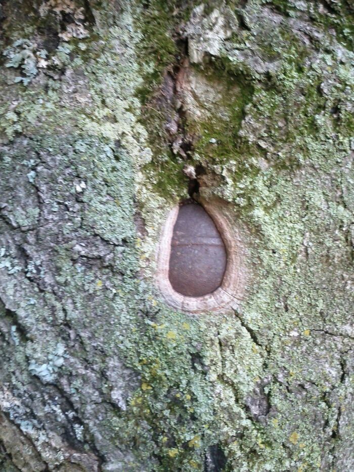 Un árbol frente a la casa de mis padres creció alrededor de una granada