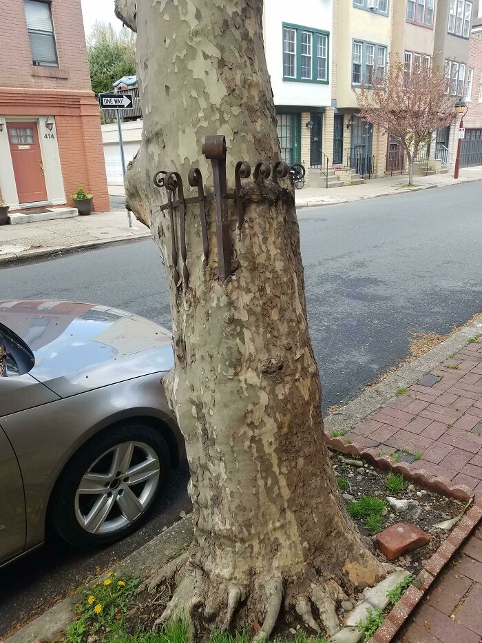 These Trees In Philadelphia That Grew Around Their Cages Like It's No Big Deal