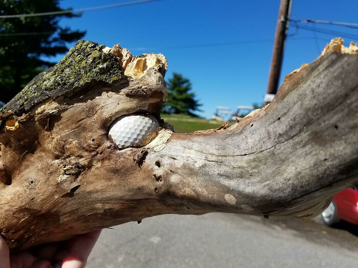 This Branch That Grew Around A Golf Ball