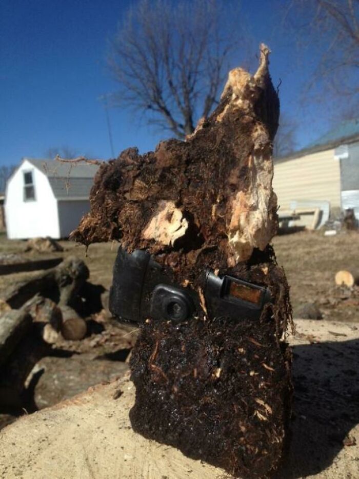 Someone Found This While Splitting Logs