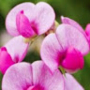 kristaparadowski avatar