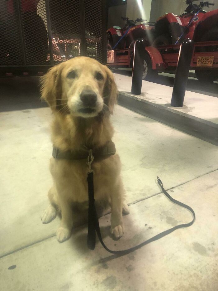 This Is Morty. He Was Deployed In Puerto Rico After Hurricane Maria And Jumped 30 Feet Out Of A Helicopter When He Caught The Scent Of Someone In Need. He’s Now In Nc For Hurricane Florence