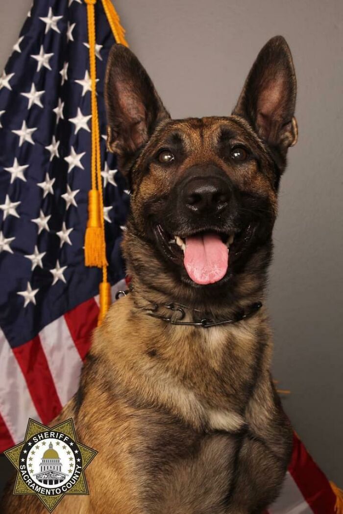Last Night, In My City, K-9 Riley Died Taking Down An Armed Suspect. He Was 5 Years Old And Had Been In-Service For 3 Years. An Officer Also Died At The Scene. Can We Take A Moment To Give Thanks For Dogs Like Riley Who Die In The Line Of Duty In Order To Protect Us? Rip Riley
