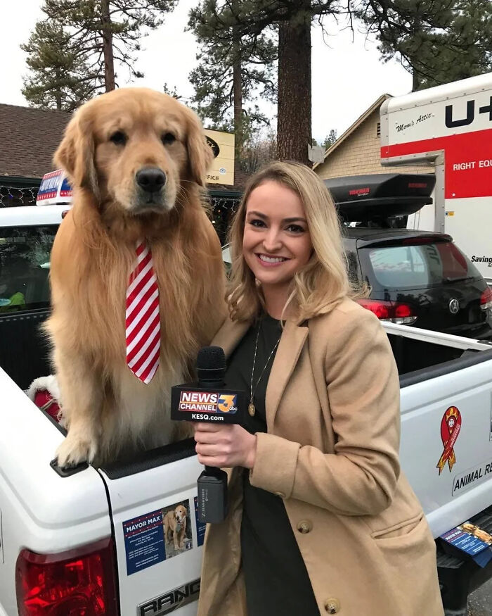 Meed The Mayor Of Idyllwild, Ca. His Name Is Max. He's A Very Good Boi