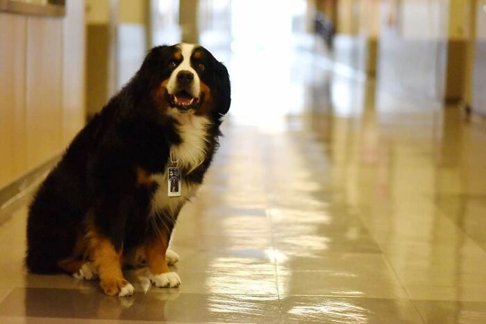 This Is Benny. He Was The Therapy Dog At The Middle School In The Town I Live. He's Being Forced Into Retirement Because Of His Health. I Guess I Just Wanted The World To Know About This Wonderful Pupper