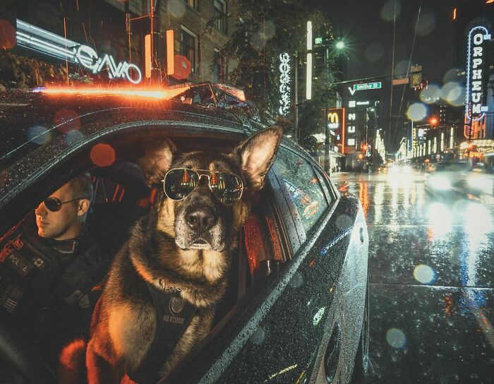 El Departamento de Policía de Vancouver ha creado un calendario de perros policía. Esta foto de un K9 y su guía está con él
