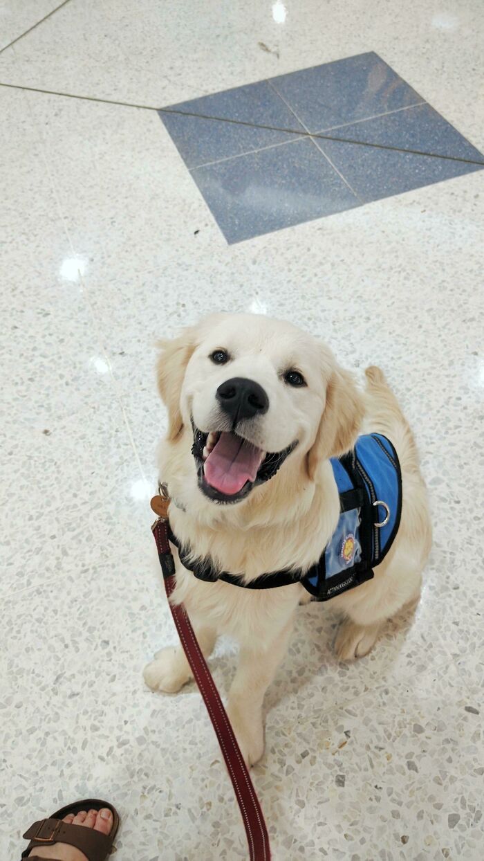This Is Bill. Yesterday He Had His First Day Of Training To Be My Medical Alert Dog. He's Going To Be The First Medical Alert Dog For My Illness In Australia And Will Learn How To Save My Life. Here He Is Wearing An Assistance Dog Coat And Visiting A Shopping Centre For The First Time