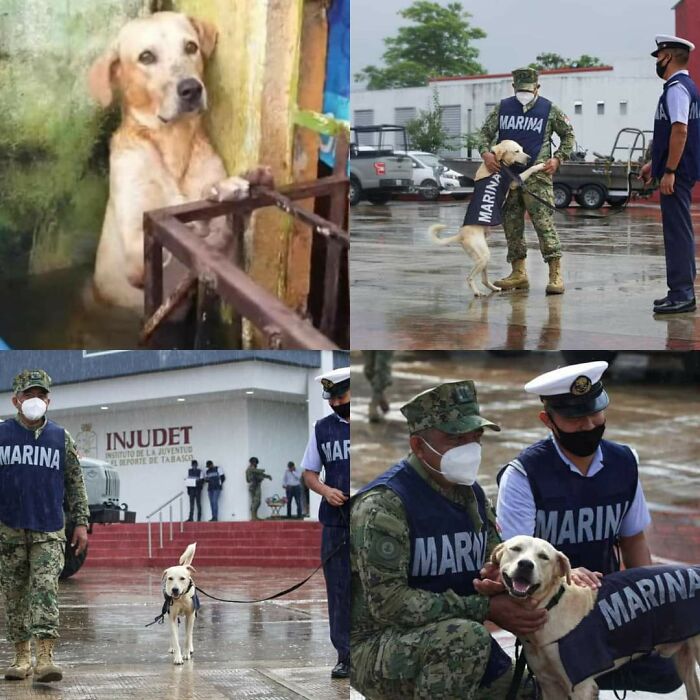 ¿Recuerdas el perro que apareció en portada siendo rescatado durante una inundación en México? Lo adoptaron y ahora se está entrenando para ser un perro de rescate