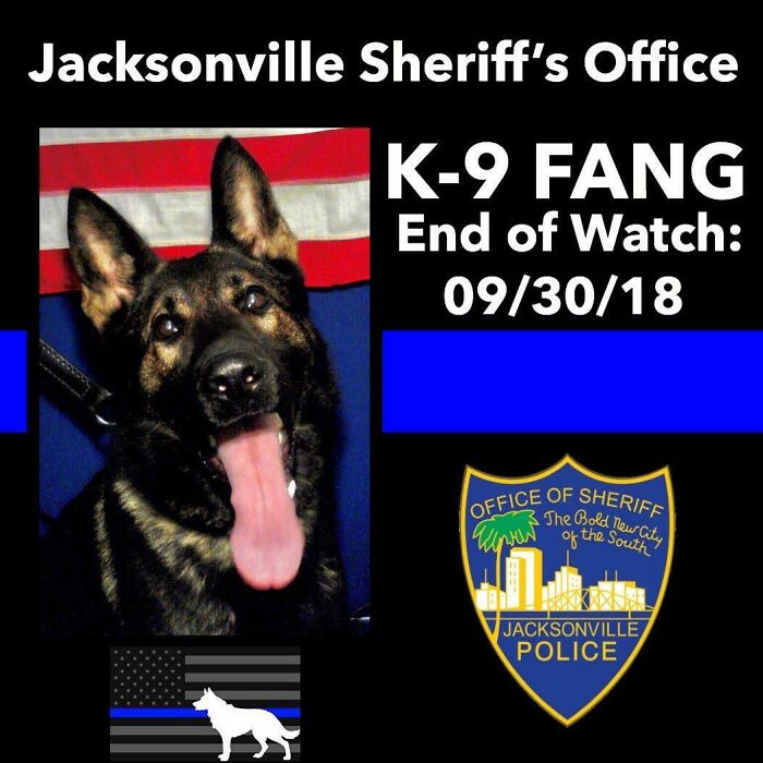 Rip Fang The K9. He Died In The Line Of Duty This Week While Pursuing An Armed Carjacking Suspect