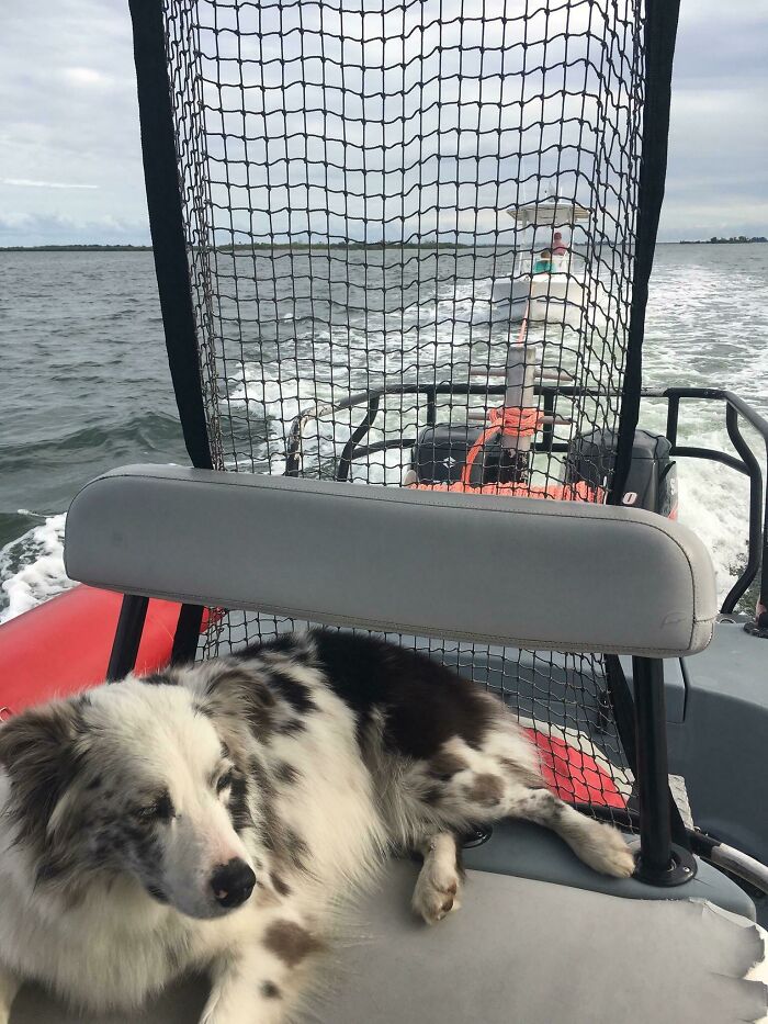 Ruca Goes On Every Call With Me To Bring Back Boaters Who’ve Had Some Bad Luck. Shes Been Farther Offshore Than Most People And In Worse Weather. People Usually Feel Less Stressed When They’re 60+ Miles Offshore And The Dog Pops Out The Cabin