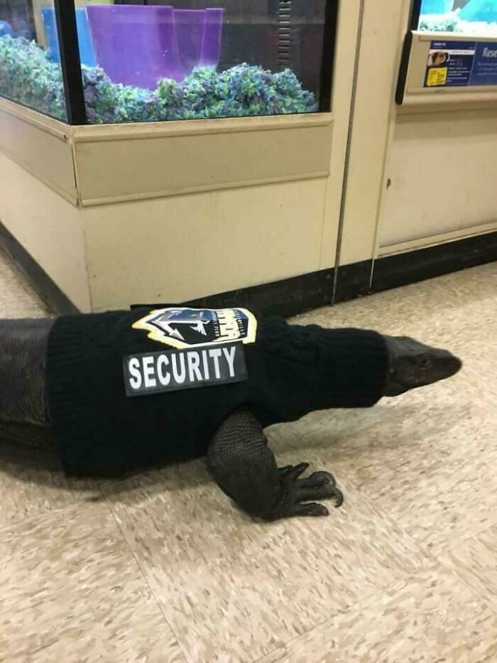 This Weird Dog Who’s A Security Guard?