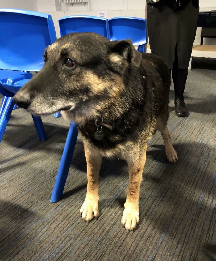 Este es Razor, un perro rastreador retirado que trabajó en Afganistán y que hoy ha visitado nuestra escuela. Buen chico nivel ¡más de 9000!