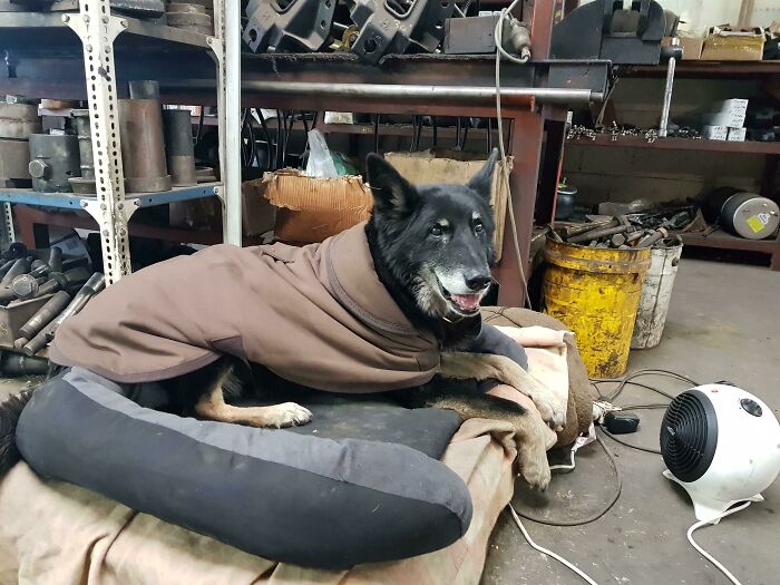 Max Worked As A Drug Sniffer Dog Before Coming To My Family. Then He Served As Head Of Security And Employee Wellbeing At The Family Business For 10 Years. Here He Is Enjoying A Heated Pet Bed And His Own Heater On A Cold Day Last Winter. Rip Buddy