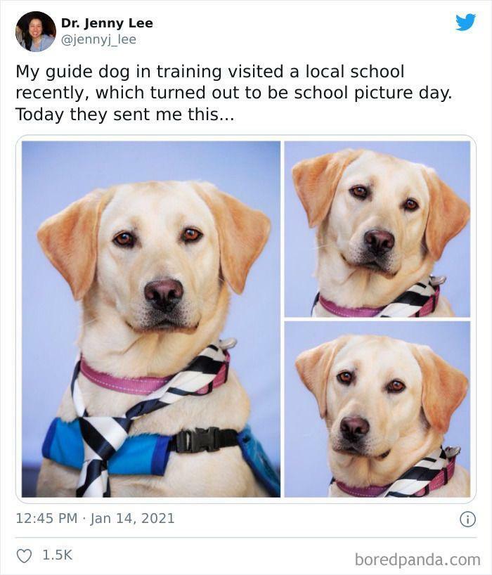 A Very Photogenic Guide Dog