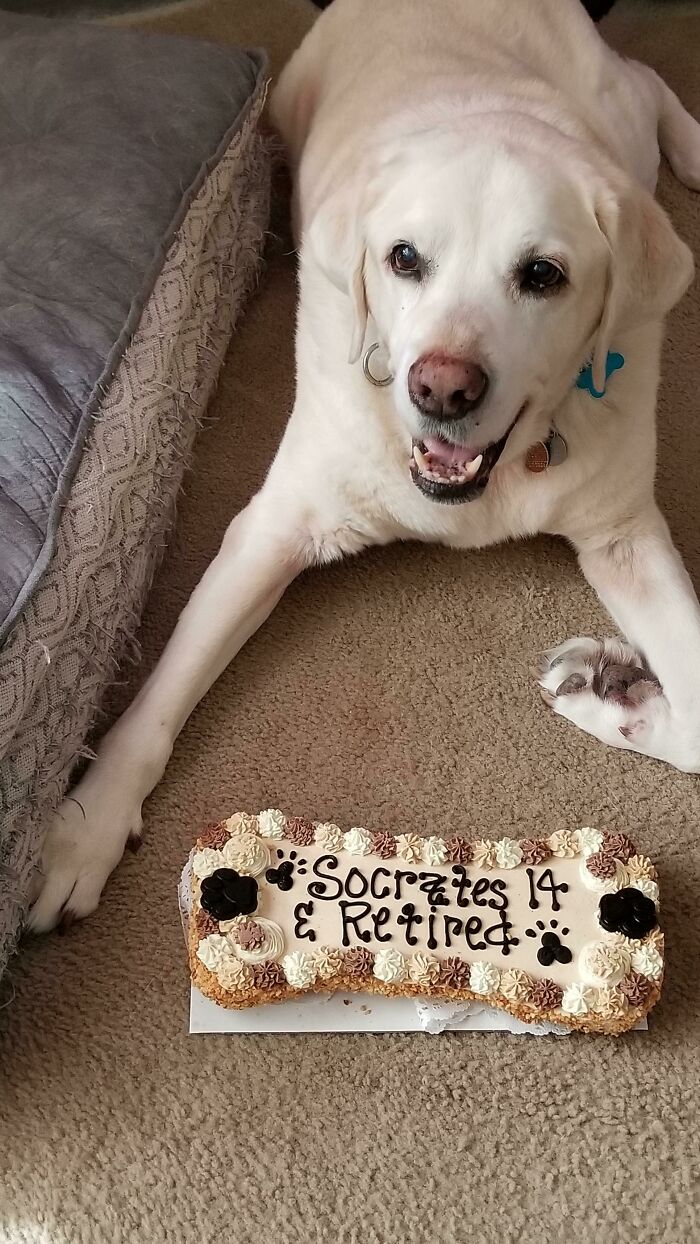 Hi, My Name Is Socrates And Today Is My 14th Birthday! I'm Also Throwing In The Bone, And Going Into Retirement After A Long Career As A Guide Dog. Would You Please Help Me Celebrate Virtually, Since Covid Has Taken In Person Parties Away? Let's Have A Bow Wow Wow Blowout Online!