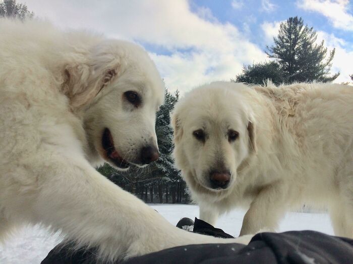 Took A Break In The Sun, Coworkers Checked In To See If I Was Ok (Maremma Livestock Guardians)