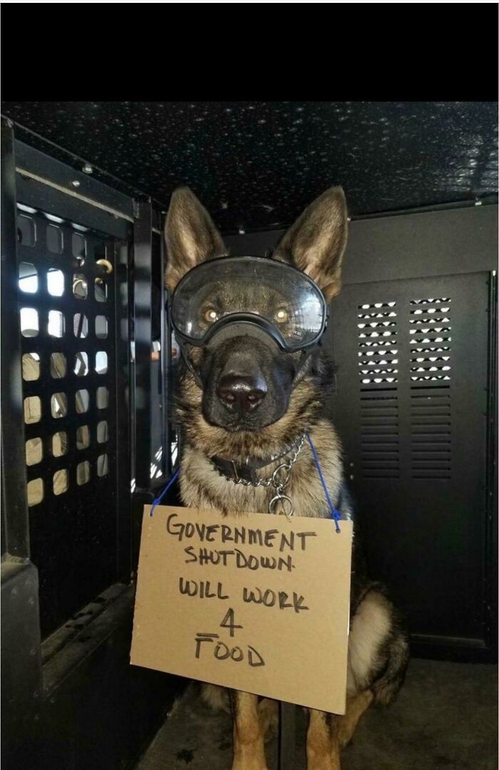 Doggo Misses His Jobbo