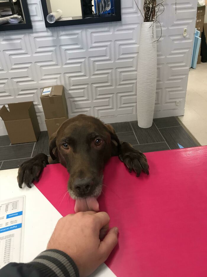 My Local Print Shop Has A Dog Working The Counter