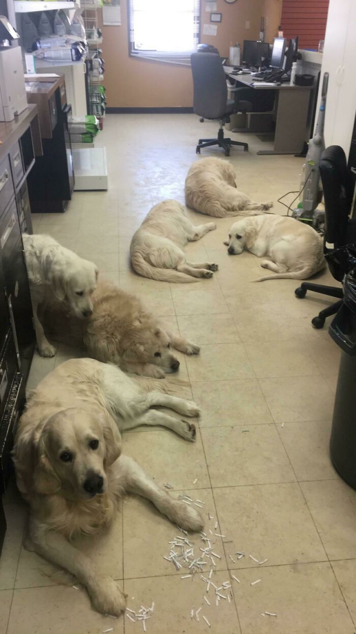 The Vet Clinic I Work At Has 9 White Golden’s That Live There; Here’s 6 Of Them Hard At Work