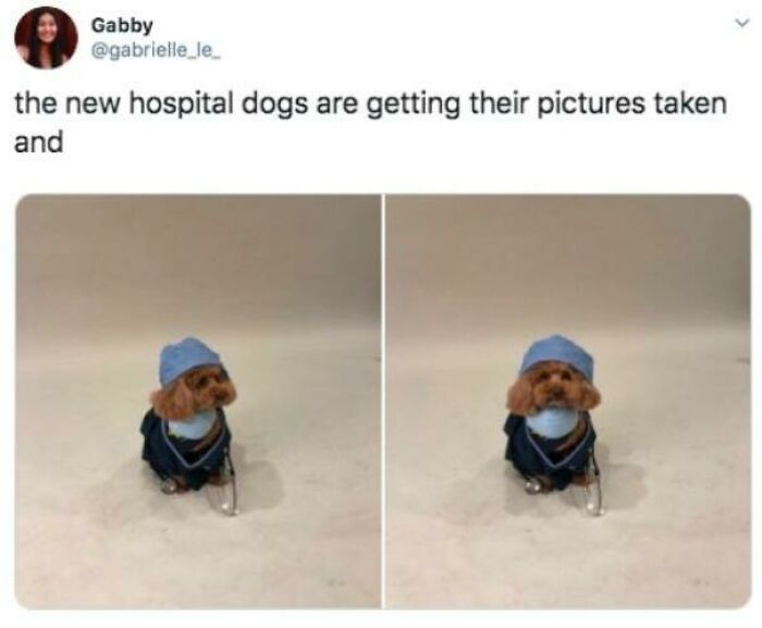 Hospital Dog Photo Day