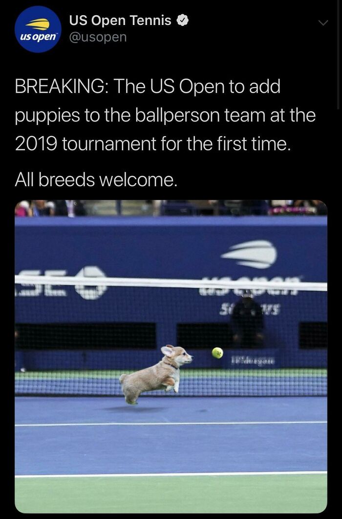 Us Open Is Planning To Use Dogs For The Upcoming Tournament