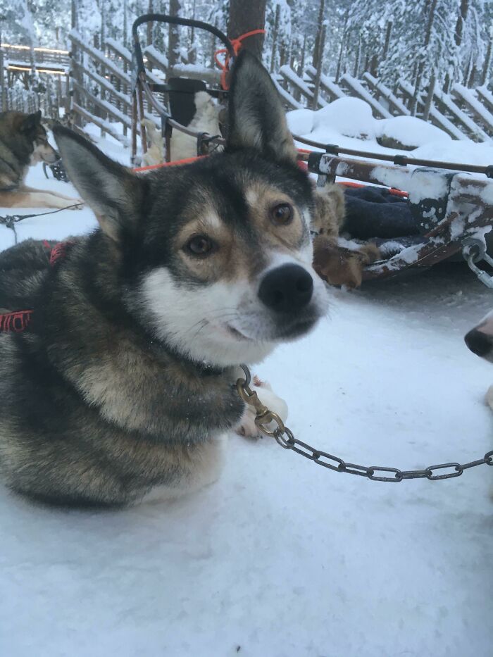 This Girl Is Just Taking A Break From A Long Day Of Leading A Team Of 10 Dogs (And A Human) On A Sled Ride!