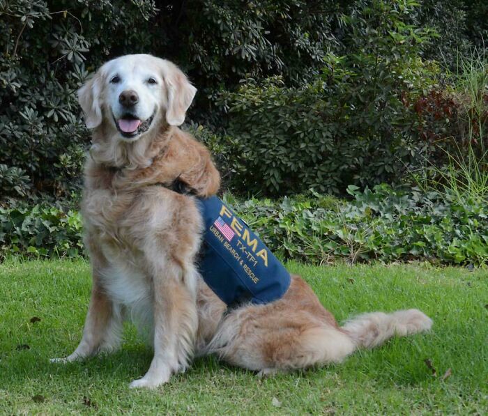 Bretagne. The Last Known 9/11 Search And Rescue Dog, Died At Age 16. The Goodest Girl