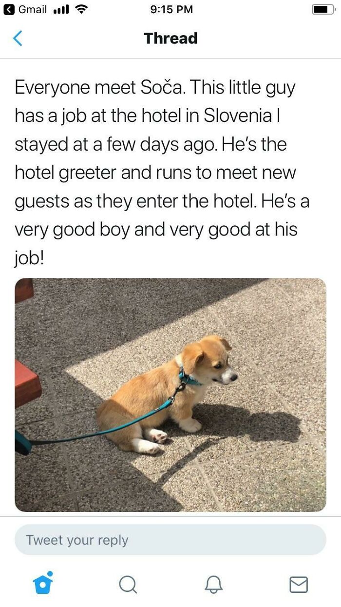Good Hotel Doggo