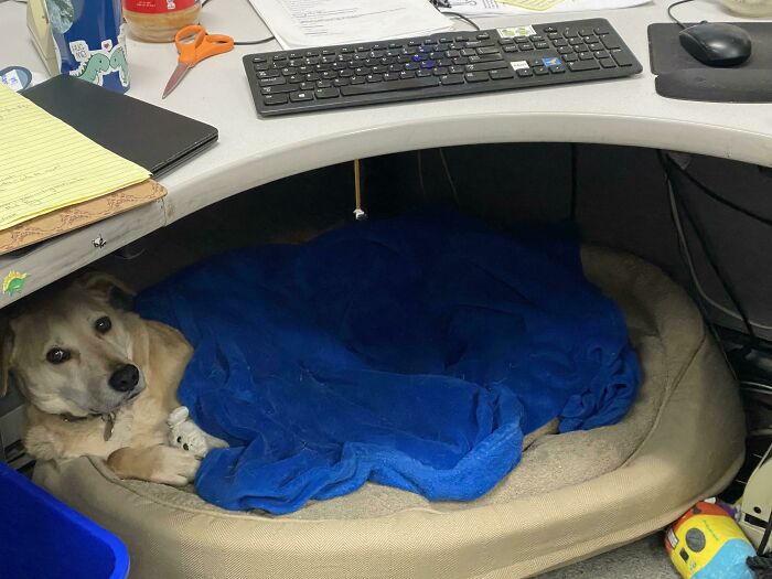My Dog Comes To Work Everyday. Officially His Title Is “Chief Morale Officer” But Mostly He Is A Professional Napper In His Bed Under My Desk