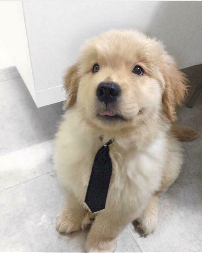 He Doesn't Have A Job Yet, But He's Ready For His Interview