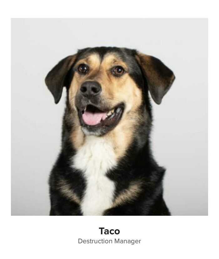 Taco Has The Coolest Job At The Marketing Agency