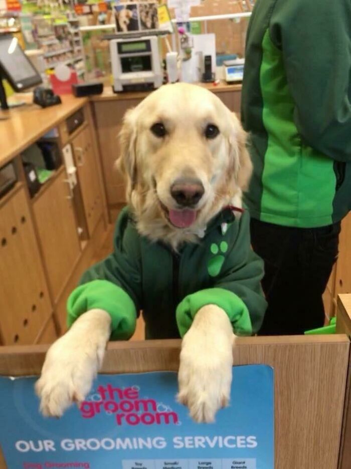 This Dog Works At Pets At Home And It's The Best Thing I've Ever Seen