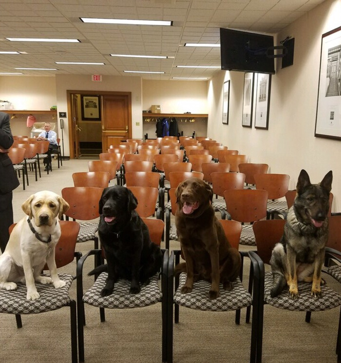 Explosive-Detecting Doggo Retirement Party—the Black & Chocolate Labs Are Retiring From Service With The Federal Courts And Fire Marshal, Respectively, And The Other Two Are Their Replacements!