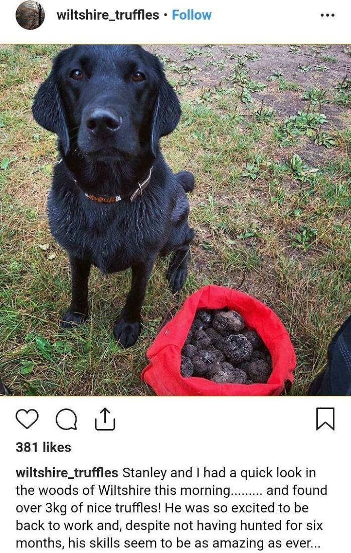 Stanley The Truffle Hunting Dog Proud Of His Find