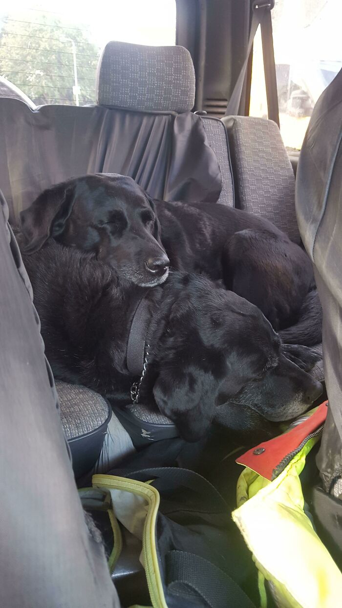 Our Dogs Go To 'Work' With My Dad (A Landscaper). Today I Caught Them Snoozing On The Job In The Back Seat