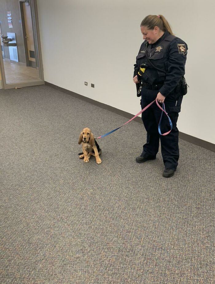 This Is Hope, The Newest Recruit For The Dupage County Sheriff's Office In Illinois. She Just Started Her Training And Will Soon Be Finding Missing People And Tracking Suspects
