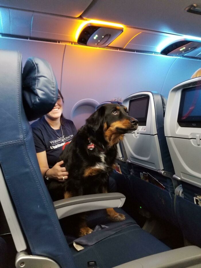 This Is Sophia, The Sweetest Sight For Sore Eyes You Could Possibly See In 16 Hours Of Air Transit. Flying Can Be Stressful, And Sophia Specializes In Mitigating Any Such Mental Risks You May Encounter. What A Pro