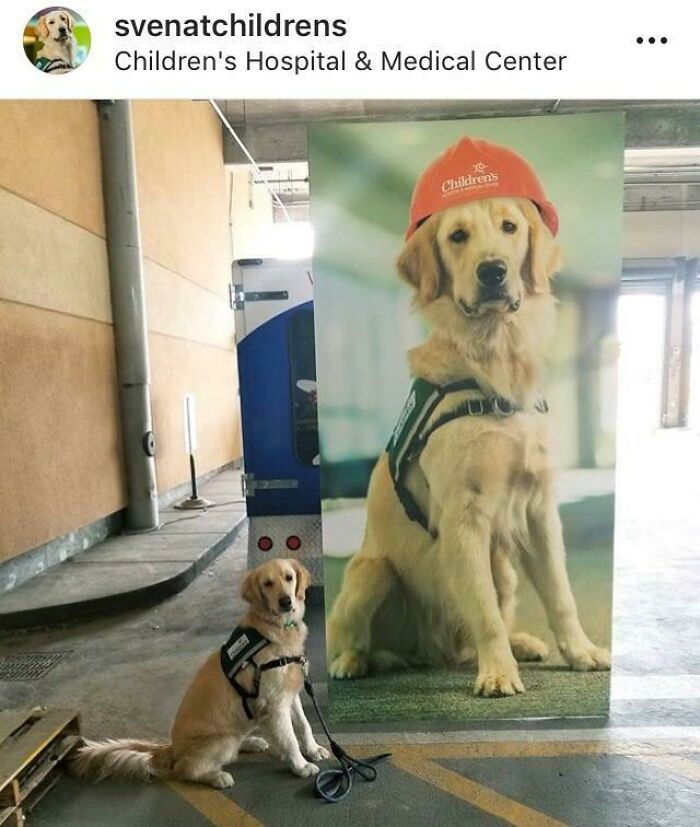 Sven The Children’s Hospital Dog And His Giant Poster
