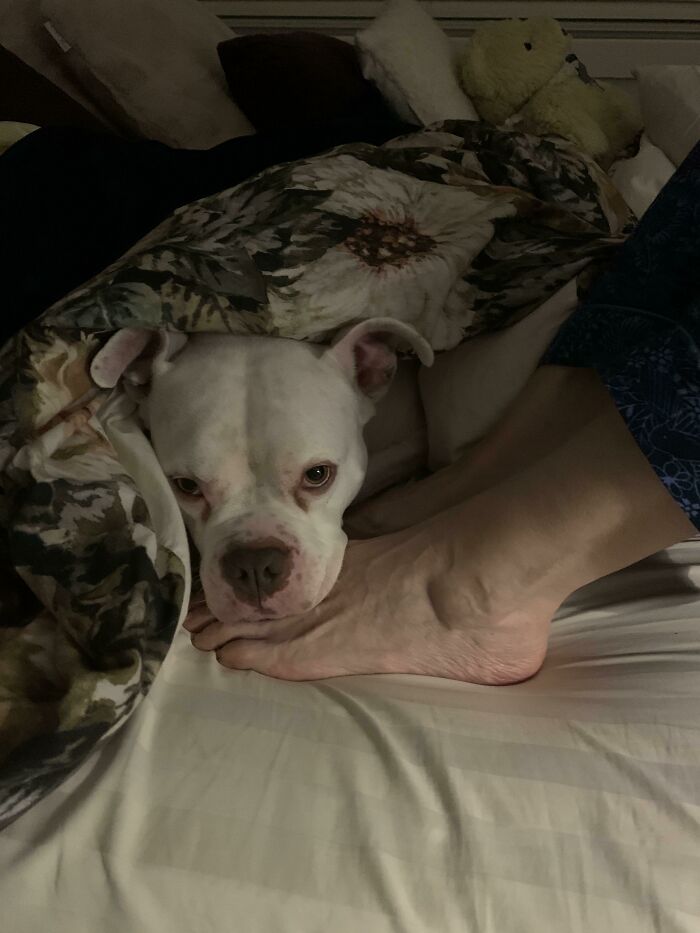 My Mum Has Parkinson’s And My Rescue Pitbull Will Rest His Head On Whatever Part Of Her Body Tremors The Worst. He’s Done This Without Training. Last Night He Had His Chin On Her Feet For An Hour Until She Fell Asleep