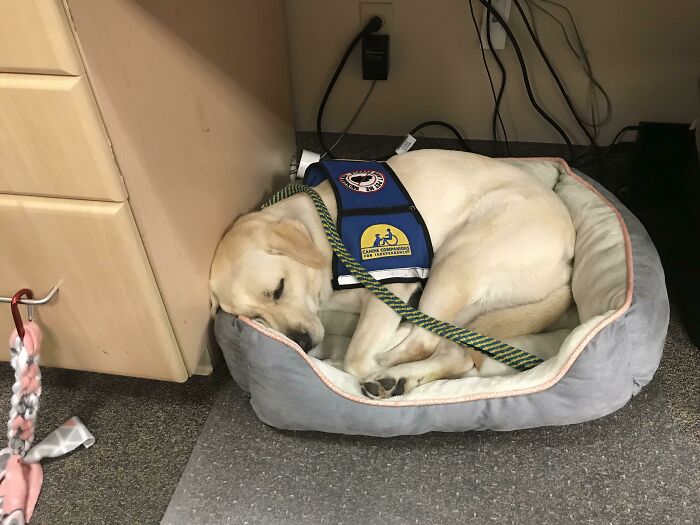 My Service Dog Got A New Bed With Our First Paycheck After Getting Our First Job Together! She’s The Hardest Worker In The Whole Office