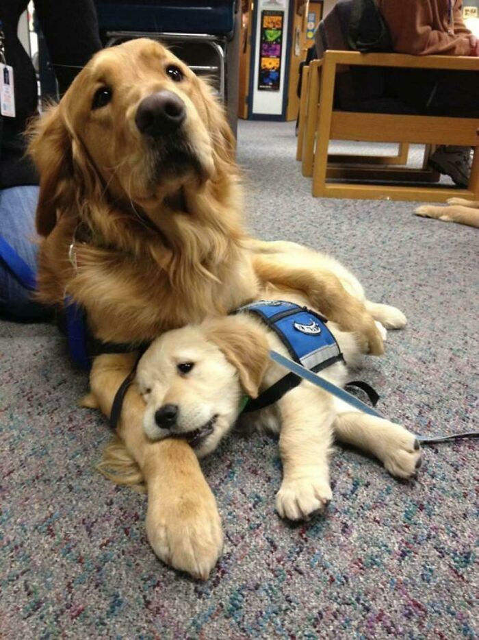 Take Your Kid To Work Day (Therapy Dog Edition)