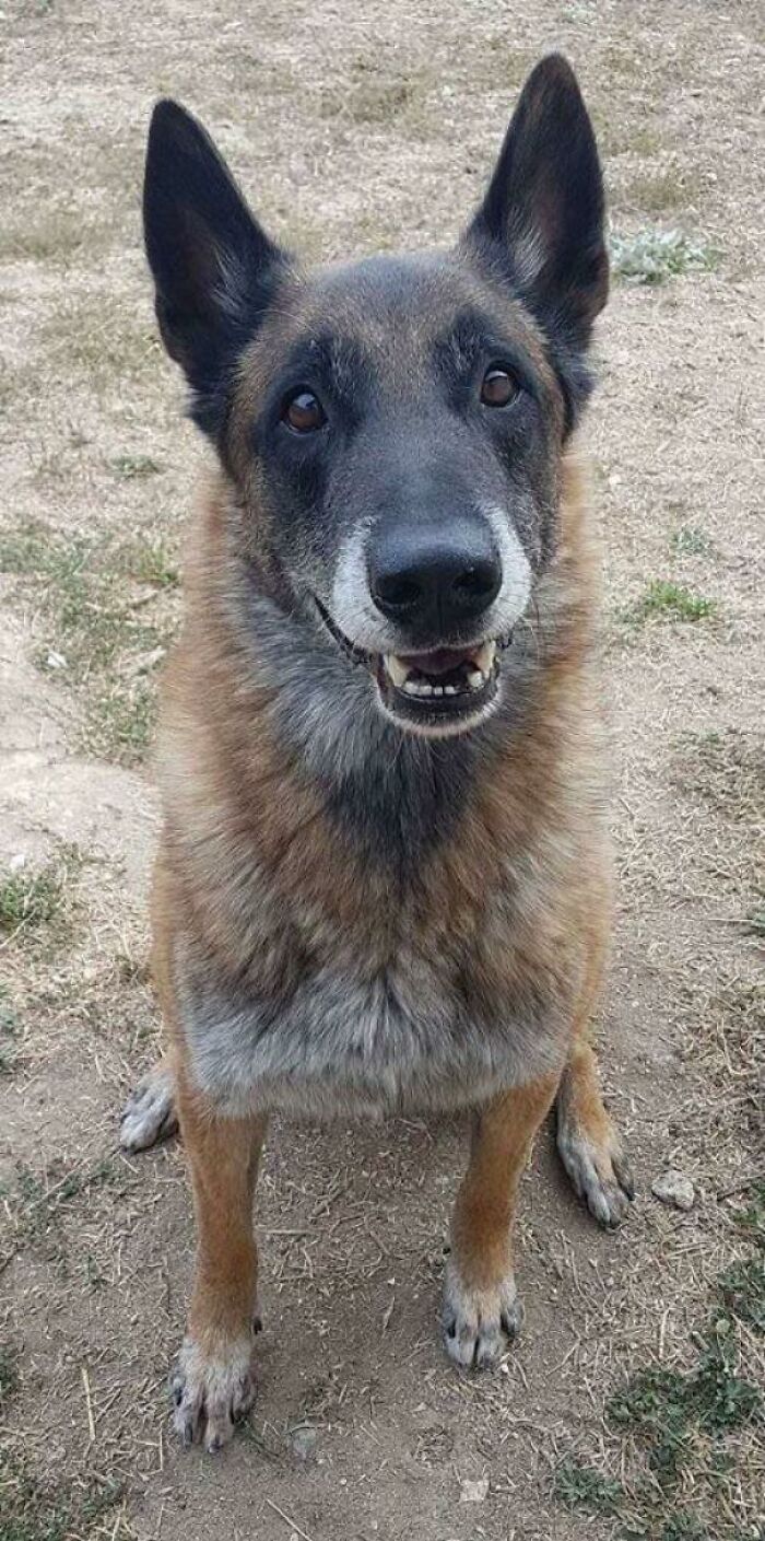 Hitch Is A 6 Year Old Police Dog In France That Is Retiring And Now Looking For A Warm Family To Live Its Retirement