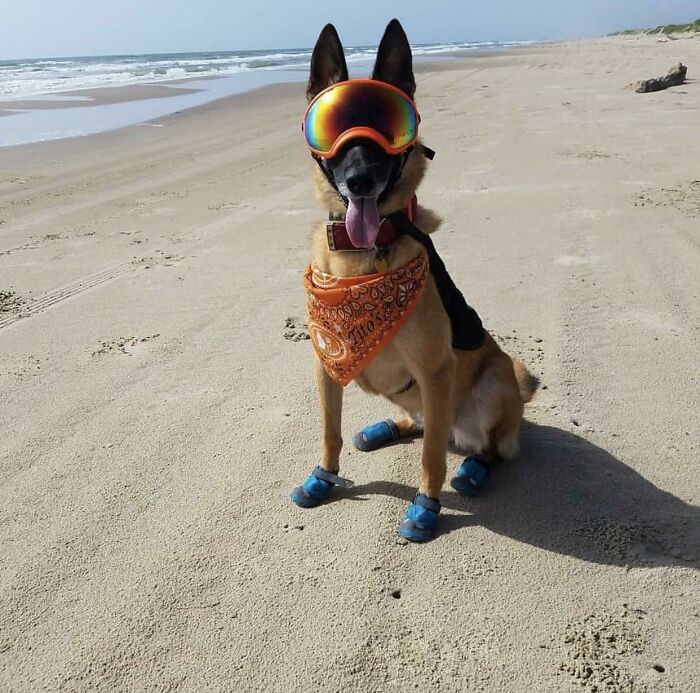 My Buddies Dog Who Is Trained To Dig Up Sea Turtle Nests So They Can Be Safely Incubated And Set Free After The Hatch