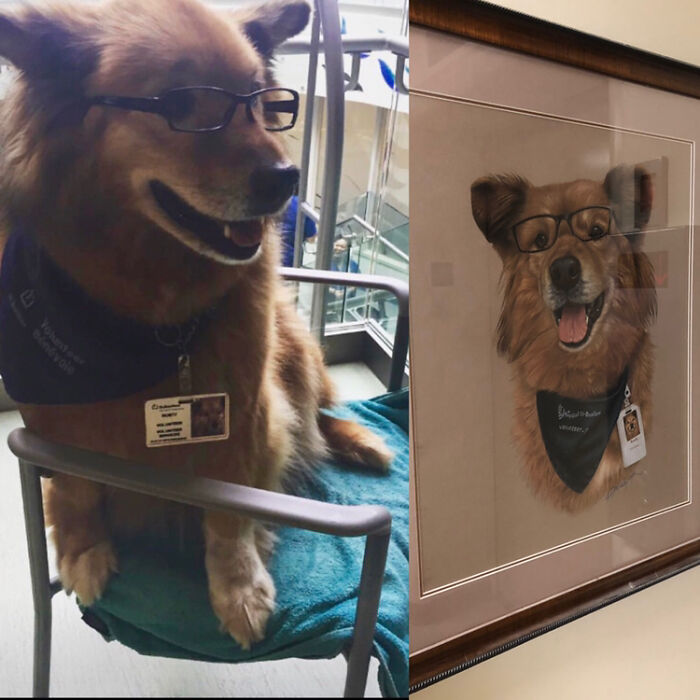 This Is Rusty. He Volunteers At My Local Hospital Cheering Up Patients. He Never Leaves Home Without His Glasses And Work Bandana. He Is So Famous And Loved By The Public, That The Hospital Commissioned A Painting Of Rusty To Commemorate His Work