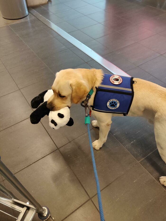 Service Dog Gets A Present At IKEA